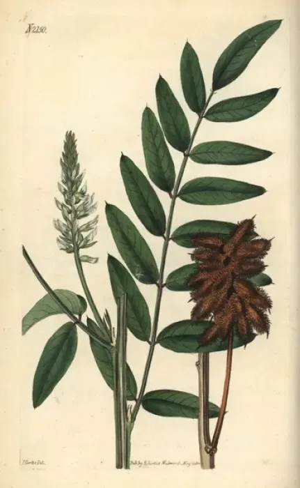 Framed Print : Silky leaved liquorice, Glycirrhiza lepidota Framed Print : Silky leaved liquorice, Glycirrhiza lepidota