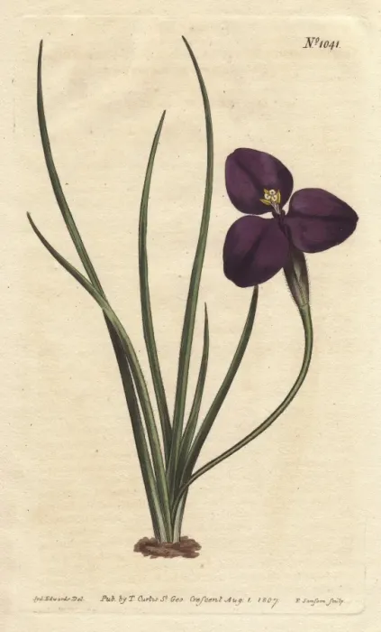 Framed Print : Silky patersonia with dark purple flower, a Framed Print : Silky patersonia with dark purple flower, a
