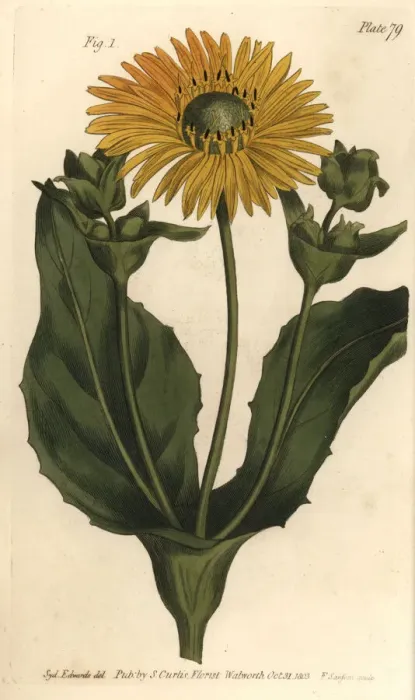 Framed Print : Silphium or rosinweed, Silphium asteriscus Framed Print : Silphium or rosinweed, Silphium asteriscus