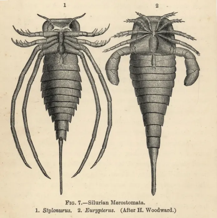 Framed Print : Silurian merostomata or sea scorpions Framed Print : Silurian merostomata or sea scorpions