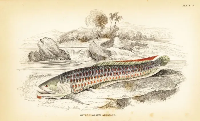 Framed Print : Silver arowana, Osteoglossum bicirrhosum Framed Print : Silver arowana, Osteoglossum bicirrhosum