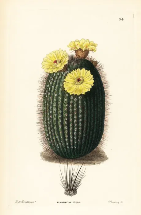 Framed Print : Silver ball cactus, Parodia scopa Framed Print : Silver ball cactus, Parodia scopa