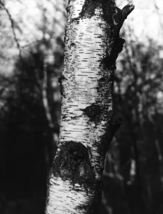 Framed Print : Silver Birch Bark Framed Print : Silver Birch Bark