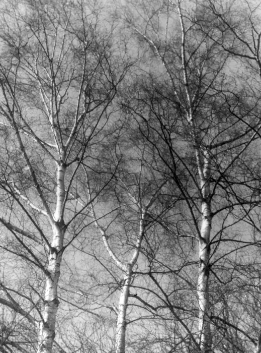 Framed Print : Silver Birch Tree Framed Print : Silver Birch Tree