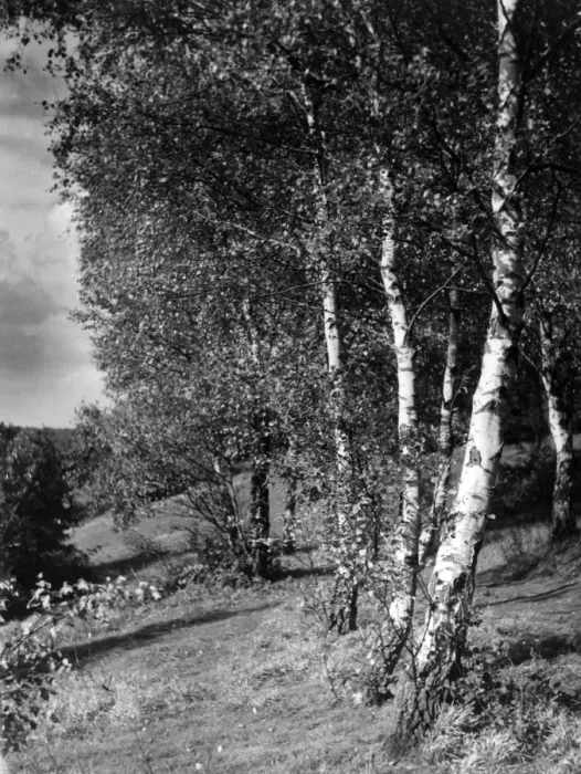 Framed Print : Silver Birch Trees Framed Print : Silver Birch Trees