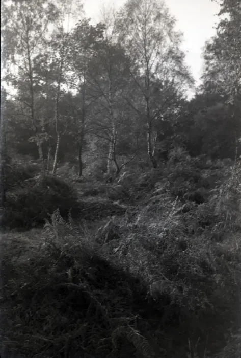 Framed Print : Silver Birch Woodland, Hullbridge, Essex Framed Print : Silver Birch Woodland, Hullbridge, Essex
