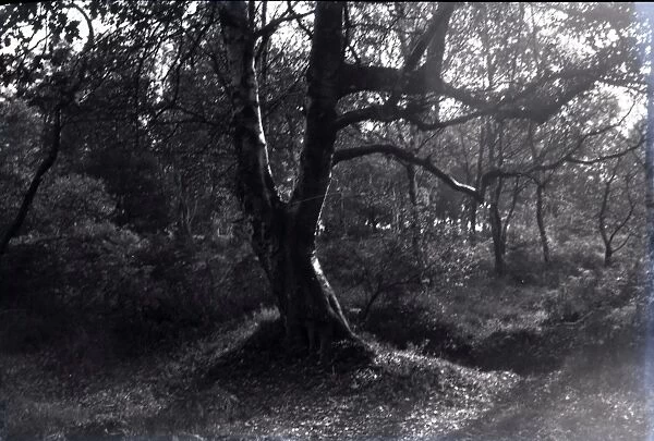 Silver Birch Woodland, Hullbridge, Essex