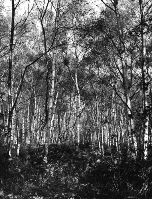 Framed Print : Silver Birches Framed Print : Silver Birches
