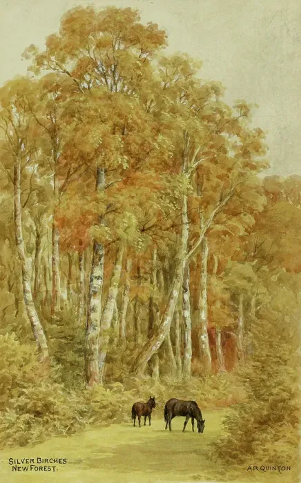 Framed Print : Silver Birches, New Forest, Hampshire Framed Print : Silver Birches, New Forest, Hampshire