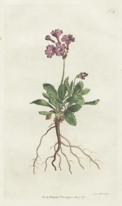 Framed Print : Silver-edged primula, Primula marginata Framed Print : Silver-edged primula, Primula marginata