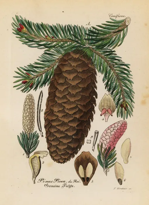 Framed Print : Silver fir, Abies alba Framed Print : Silver fir, Abies alba