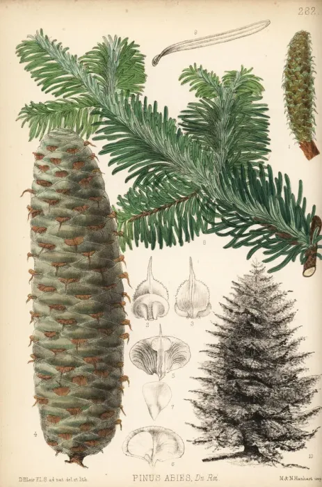 Framed Print : Silver fir, Abies alba Framed Print : Silver fir, Abies alba