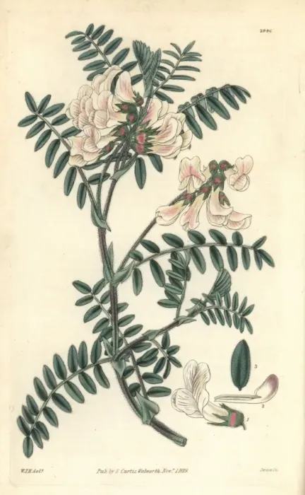 Framed Print : Silver-leaved vetch, Vicia argentea Framed Print : Silver-leaved vetch, Vicia argentea