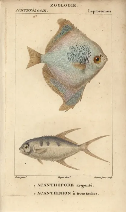 Framed Print : Silver moony, Monodactylus argenteus, and pompano Framed Print : Silver moony, Monodactylus argenteus, and pompano