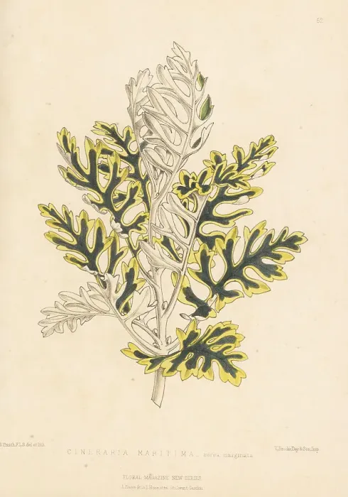 Framed Print : Silver ragwort, Jacobaea maritima Framed Print : Silver ragwort, Jacobaea maritima