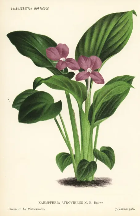 Framed Print : Silver spot ginger, Kaempferia elegans Framed Print : Silver spot ginger, Kaempferia elegans