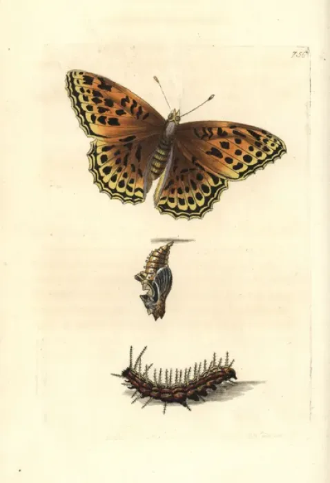 Framed Print : Silver-washed fritillary, Argynnis paphia Framed Print : Silver-washed fritillary, Argynnis paphia