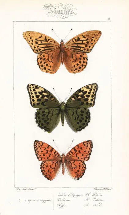 Framed Print : Silver-washed fritillary and Niobe fritillary Framed Print : Silver-washed fritillary and Niobe fritillary