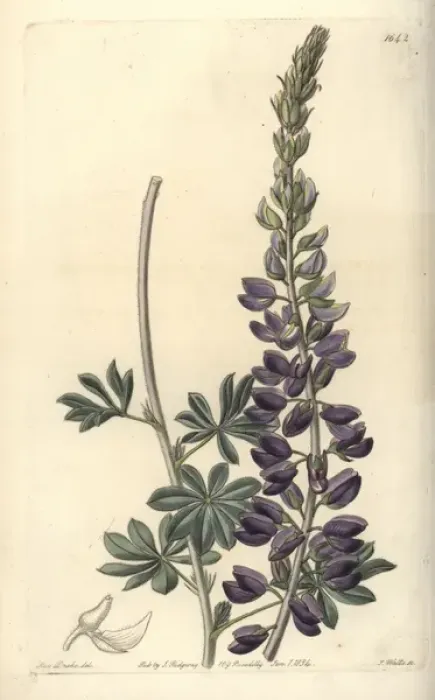 Framed Print : Silver or white-leaved lupine, Lupinus albifrons Framed Print : Silver or white-leaved lupine, Lupinus albifrons