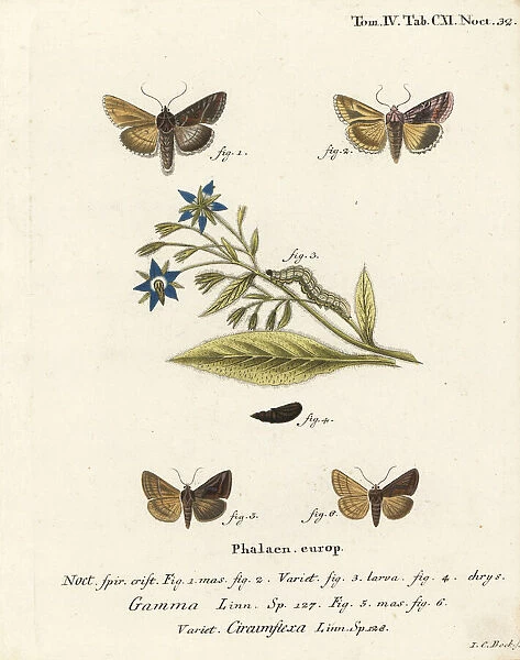 Silver Y and Essex Y moths