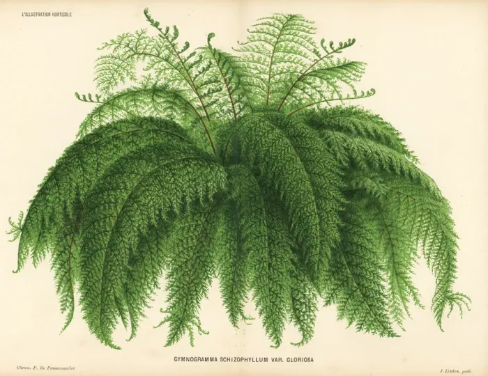Framed Print : Silverback fern, Pityrogramma schizophylla Framed Print : Silverback fern, Pityrogramma schizophylla