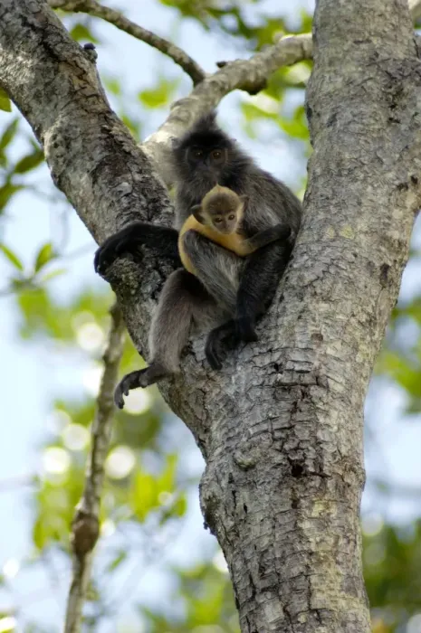 Framed Print : Silvered Langur with an infant (baby-langurs are Framed Print : Silvered Langur with an infant (baby-langurs are