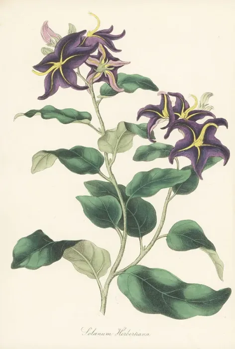 Framed Print : Silverleaf nightshade, Solanum elaeagnifolium Framed Print : Silverleaf nightshade, Solanum elaeagnifolium