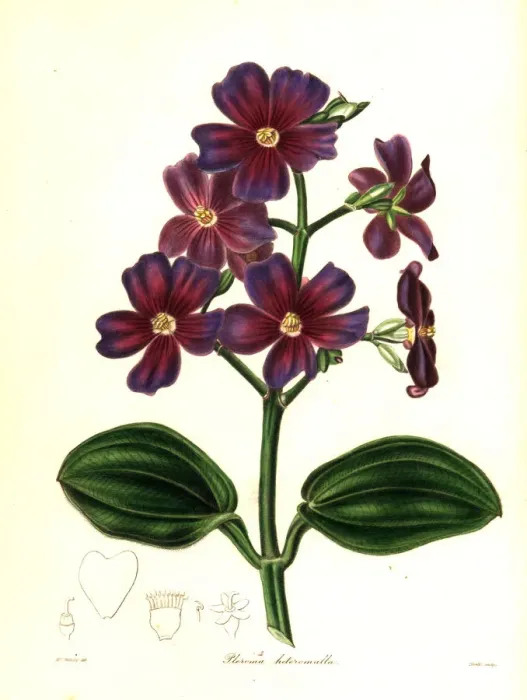 Framed Print : Silverleafed princess flower, Tibouchina heteromalla Framed Print : Silverleafed princess flower, Tibouchina heteromalla