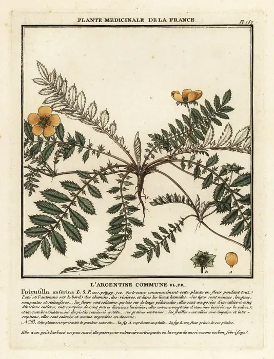 Framed Print : Silverweed, Potentilla anserina Framed Print : Silverweed, Potentilla anserina