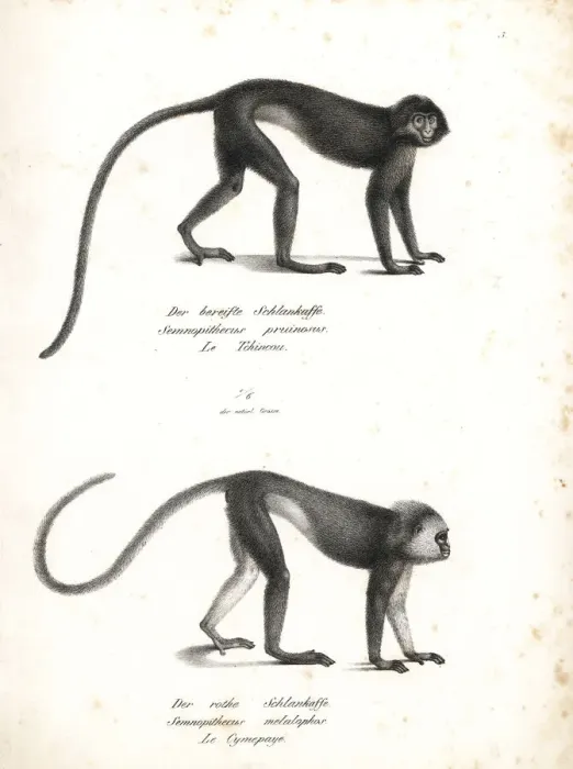 Framed Print : Silvery lutung and Sumatran surili, endangered Framed Print : Silvery lutung and Sumatran surili, endangered