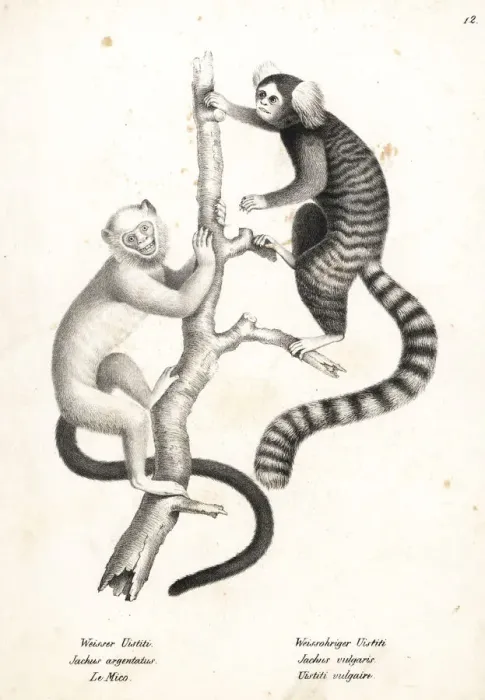 Framed Print : Silvery marmoset and common marmoset Framed Print : Silvery marmoset and common marmoset