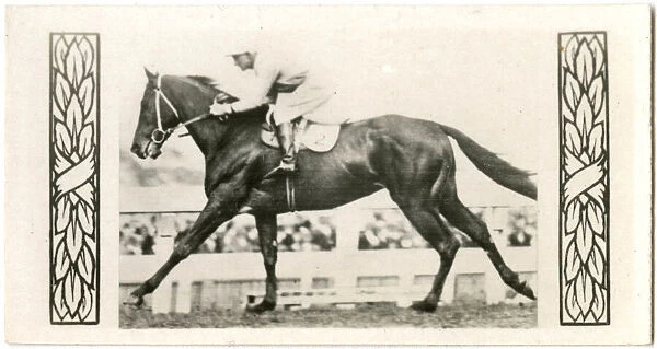 Silvius, Australian race horse
