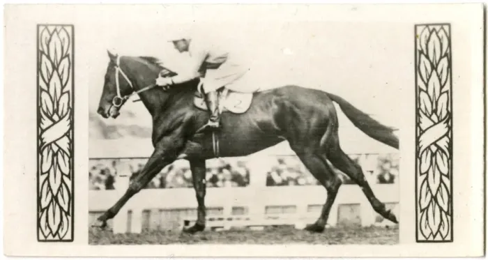 Framed Print : Silvius, Australian race horse Framed Print : Silvius, Australian race horse