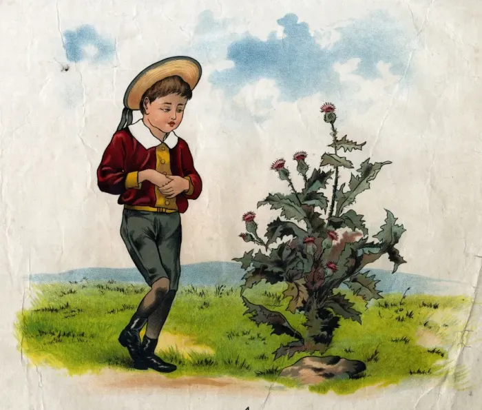 Framed Print : Simple Simon with thistle Framed Print : Simple Simon with thistle