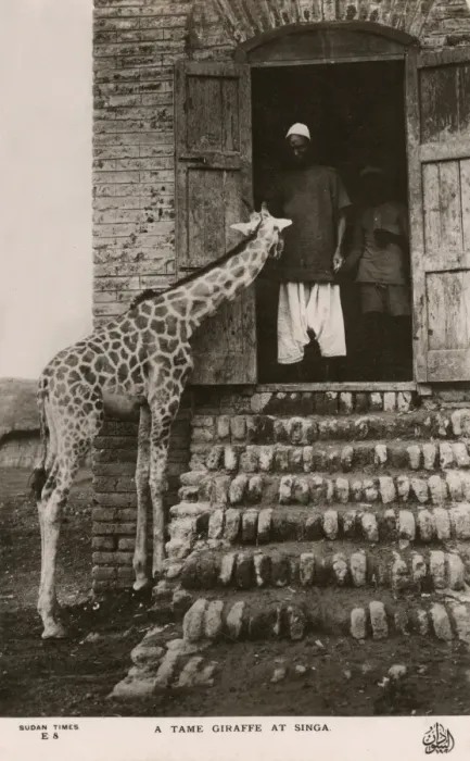 Framed Print : Singa, Sudan - A Tame Giraffe Framed Print : Singa, Sudan - A Tame Giraffe