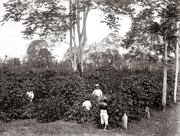 Singapore - coffee plantation with workers and overseer