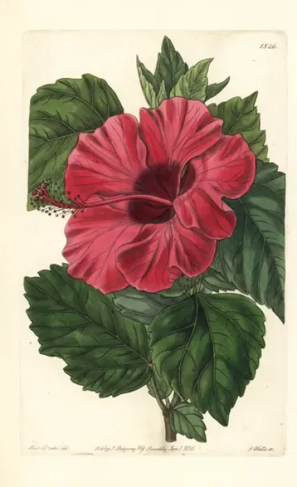 Framed Print : Single-flowered Chinese rose mallow, Hibiscus rosa-sinensis Framed Print : Single-flowered Chinese rose mallow, Hibiscus rosa-sinensis