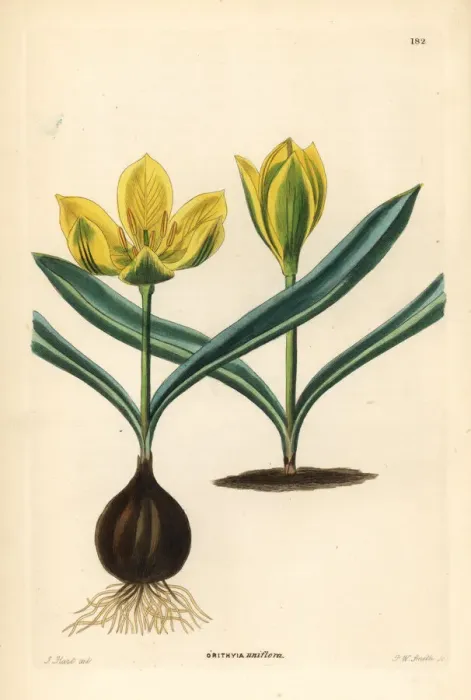 Framed Print : Single-flowered tulip, Tulipa uniflora Framed Print : Single-flowered tulip, Tulipa uniflora