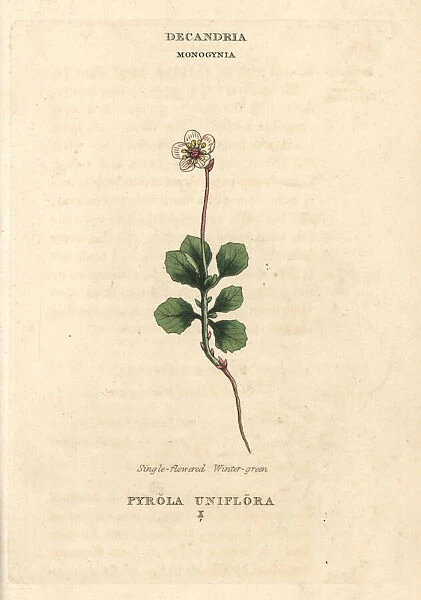 Single-flowered wintergreen, Moneses uniflora