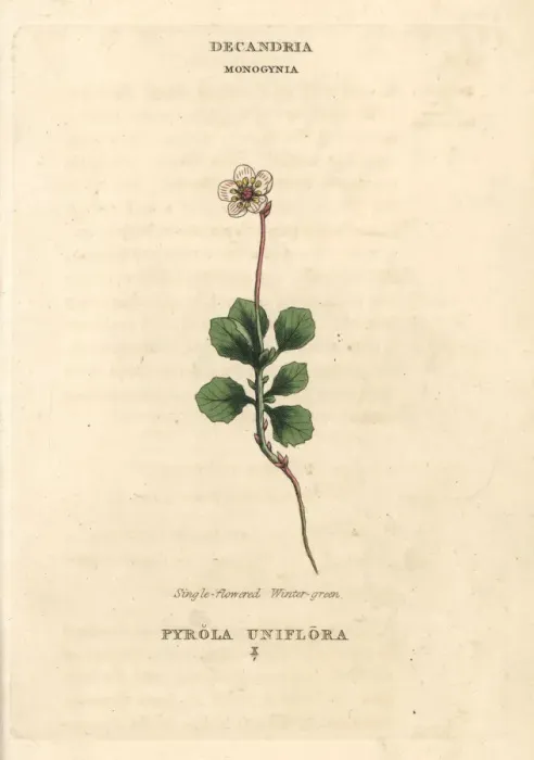 Framed Print : Single-flowered wintergreen, Moneses uniflora Framed Print : Single-flowered wintergreen, Moneses uniflora