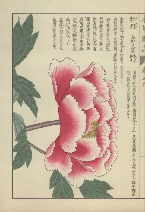 Framed Print : Single peony flower in full bloom with crenellated Framed Print : Single peony flower in full bloom with crenellated