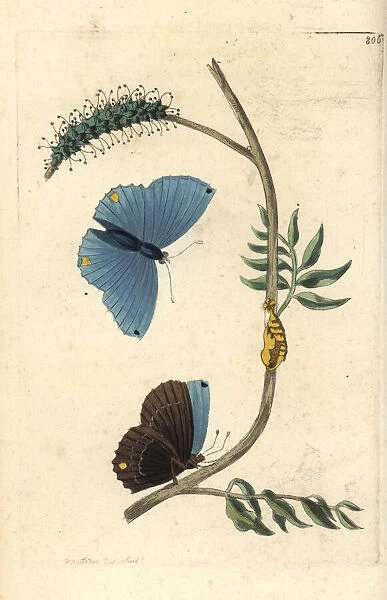 Single-spotted butterfly, Papilio spondiae