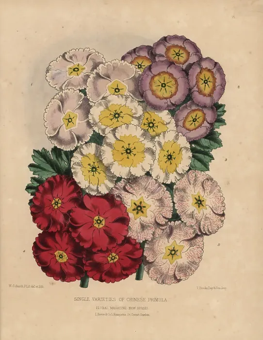 Framed Print : Single varieties of Chinese primula: Scarlet Framed Print : Single varieties of Chinese primula: Scarlet