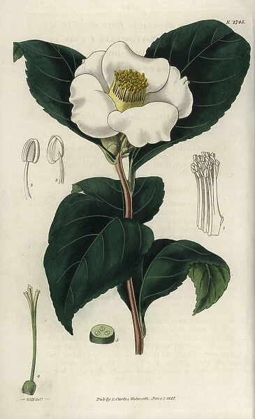 Single white-flowered camellia, Camellia japonica