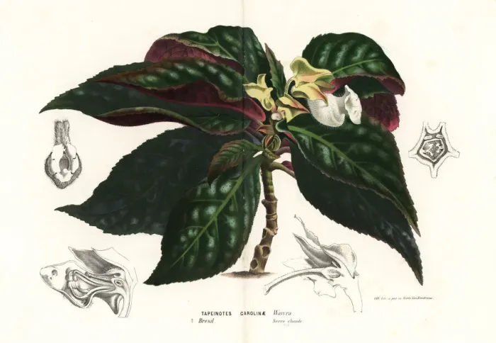 Framed Print : Sinningia carolinae Framed Print : Sinningia carolinae