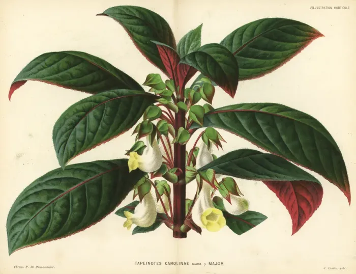 Framed Print : Sinningia carolinae Framed Print : Sinningia carolinae