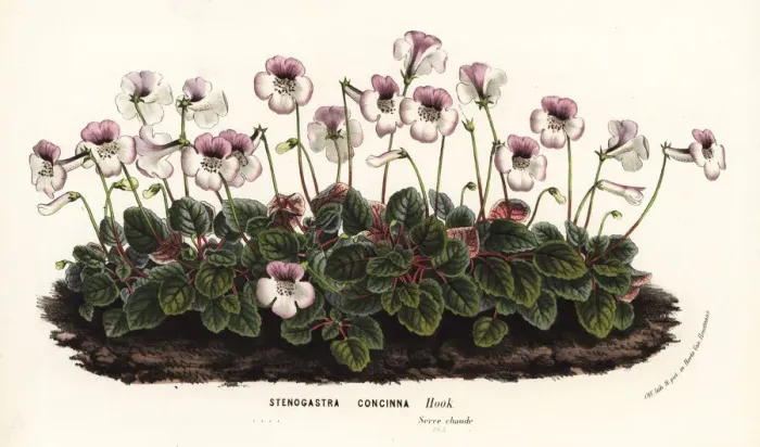 Framed Print : Sinningia concinna Framed Print : Sinningia concinna