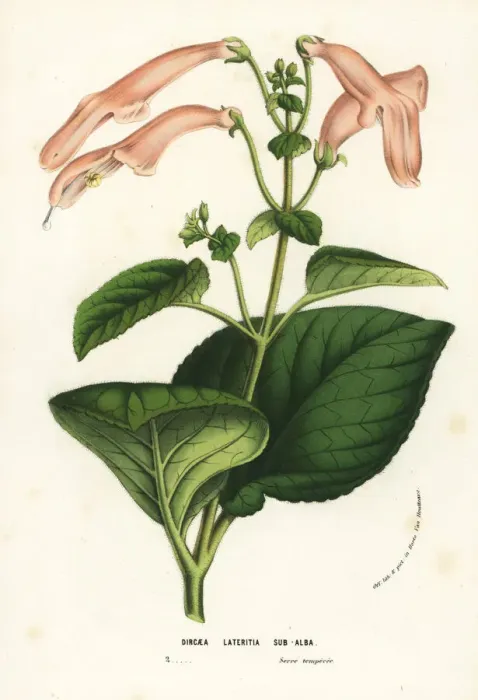 Framed Print : Sinningia cooperi Framed Print : Sinningia cooperi