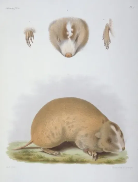 Framed Print : Siphneus fontanierii, mole-rat Framed Print : Siphneus fontanierii, mole-rat