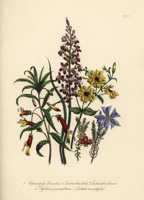 Framed Print : Siphocampylos and Leschenaultia species Framed Print : Siphocampylos and Leschenaultia species